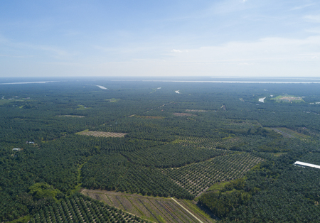 Aerial view of palm plantation with dramatic blue sky at backgroundの写真素材