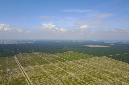 Arial view of palm plantation with dramatic blue sky at backgroundの写真素材