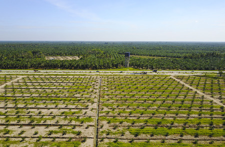 Aerial view of palm plantation with dramatic blue sky at backgroundの写真素材