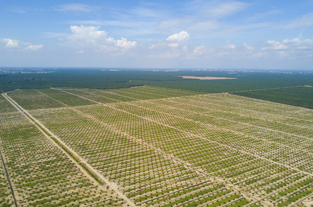 Arial view of palm plantation with dramatic blue sky at backgroundの写真素材
