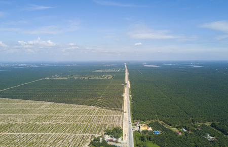 Arial view of palm plantation with dramatic blue sky at backgroundの写真素材