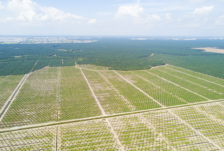 Arial view of palm plantation with dramatic blue sky at backgroundの写真素材