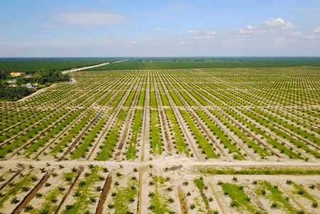 Aerial view of palm plantation with dramatic blue sky at backgroundの写真素材