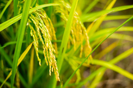 A young rice in the paddy field . Shallow DOF and selective focus.の写真素材