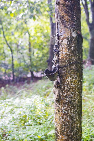 Rubber tree plantation. Latex delivered to the factoryの写真素材