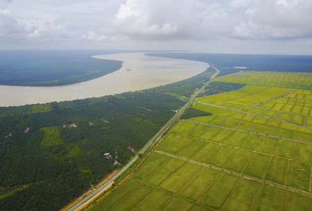 Aerial view scenery of  yellow paddy fieldの写真素材