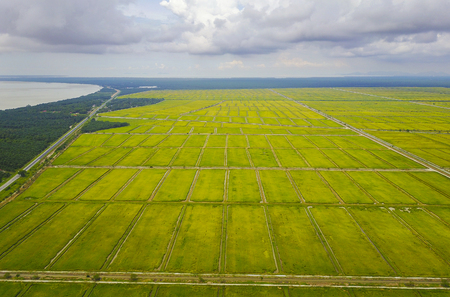 Aerial view scenery of  yellow paddy fieldの写真素材