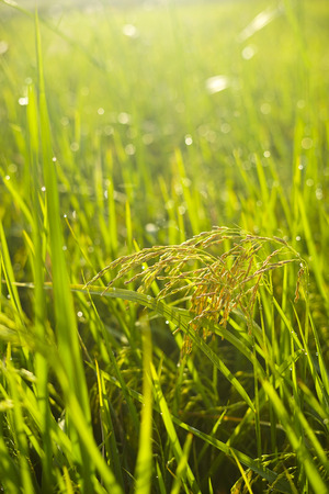 Close up of Paddy rice fieldの写真素材
