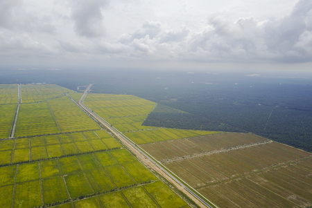 Aerial view scenery of  yellow paddy field and palm plantationの写真素材