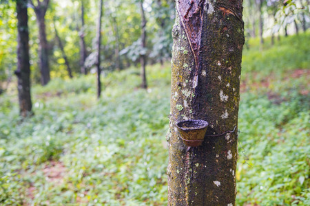 Rubber trees. Latex delivered to the factoryの写真素材