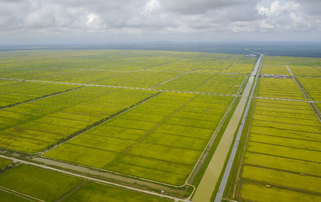 Aerial view scenery of  yellow paddy fieldの写真素材