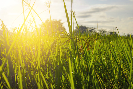 Paddy rice field green grass on beautiful blue sky backgroundの写真素材