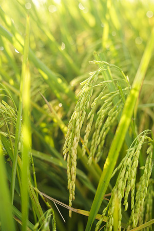 Close up of Paddy rice field green grassの写真素材