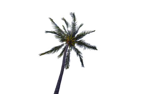 Coconut / Palm Tree isolated on white backgroundの写真素材