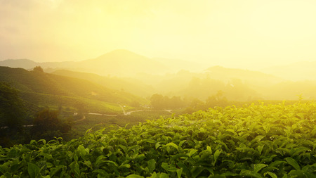The tea plantations background , Tea plantations in morning lightの写真素材
