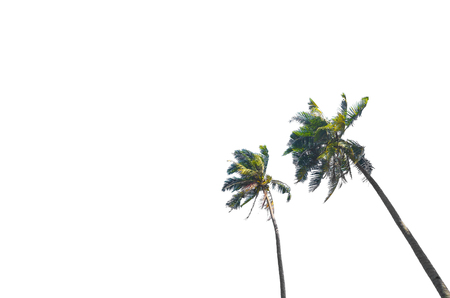 Coconut / Palm Tree isolated on white backgroundの写真素材