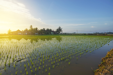 Reflection of farmer house and young paddy seed during sunriseの写真素材