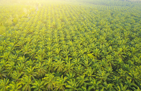 Arial view of palm plantation at east asia.の写真素材