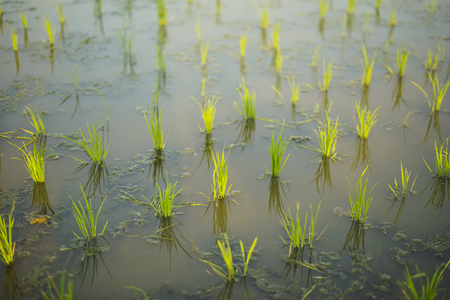 Selective focus of Young green paddy seedの写真素材