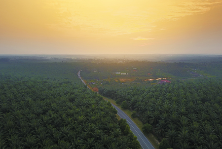 Aerial view of green palm plantation during sunriseの写真素材