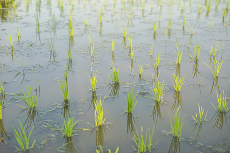 Selective focus of Young green paddy seedの写真素材