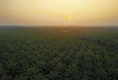 Aerial view of green palm plantation during sunriseの写真素材