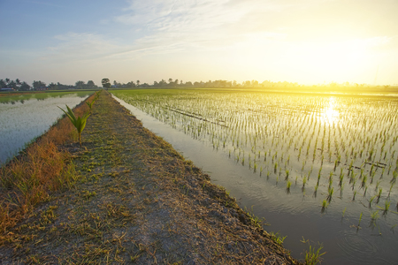 Young green paddy seed over blue sky backgroundの写真素材