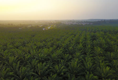 Aerial view of green palm plantation during sunriseの写真素材