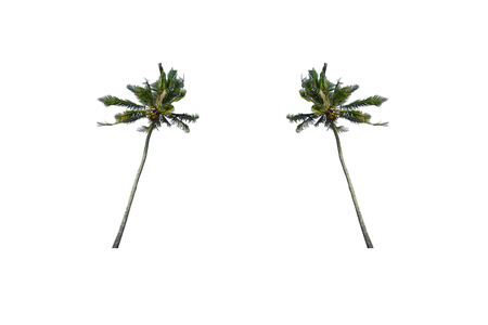 Coconut / Palm Tree isolated on white backgroundの写真素材