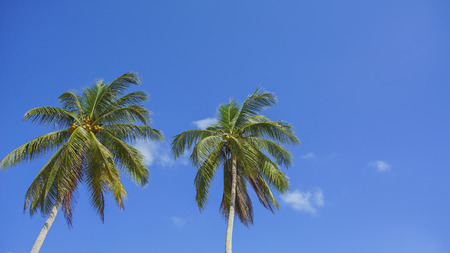 Twin coconut tree of the blue sky background with copyspace area for wordingの写真素材