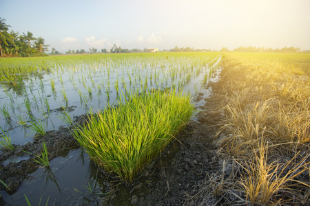 Young green paddy seed over blue sky backgroundの写真素材