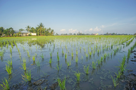Young green paddy seed over blue sky backgroundの写真素材