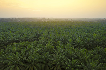 Aerial view of green palm plantation during sunriseの写真素材