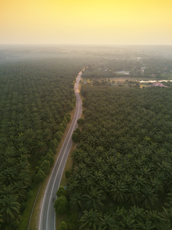 Aerial view of green palm plantation during sunriseの写真素材