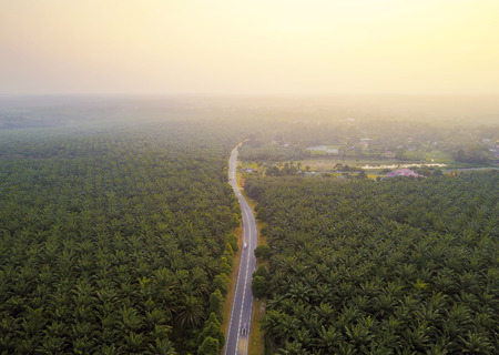 Aerial view of green palm plantation during sunriseの写真素材