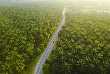 Aerial view of green palm plantation during sunriseの写真素材