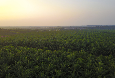 Aerial view of green palm plantation during sunriseの写真素材