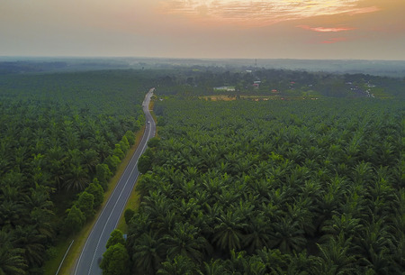 Aerial view of green palm plantation during sunriseの写真素材