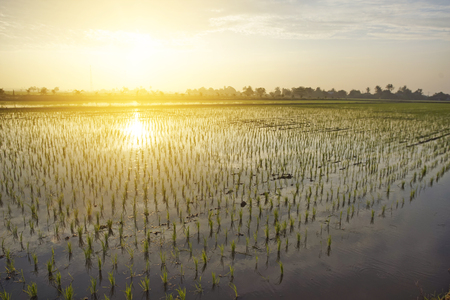 Selective focus of Young green paddy seedの写真素材