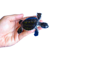 Man holding a newborn Baby Olive Ridley sea turtle isolared on white backgroundの写真素材