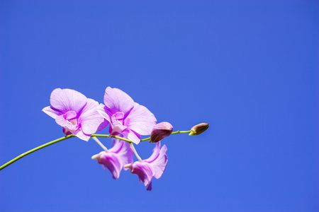 Beautiful purple orchid flower over blue sky background with copyspace area.の写真素材