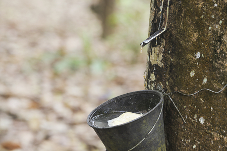 Rubber Latex extracted from rubber tree , (Hevea Brasiliensis) as a source of natural rubberの写真素材