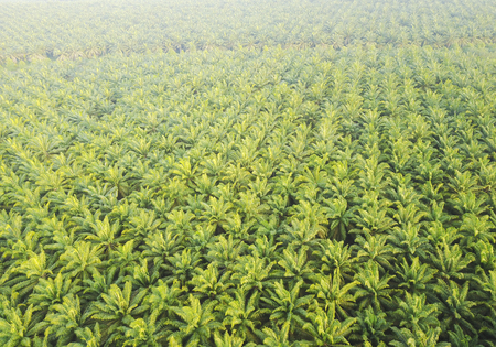 Aerial view on plantation of palm trees background, Top view aerial shot of the palm grove.の写真素材