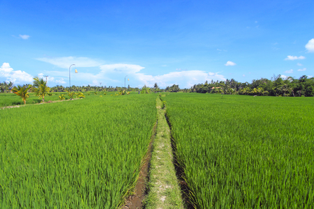 Green paddy field and blue sky somewhere in Bali, Indonesiaの写真素材