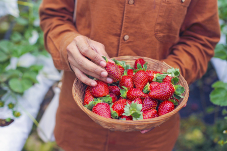A worker picking a fresh strawberry at farm.の写真素材