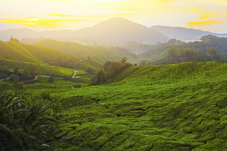 Beautiful Morning view at green tea plantationの写真素材