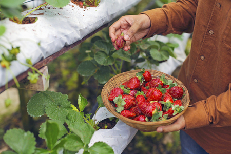A worker picking a fresh strawberry at farm.の写真素材