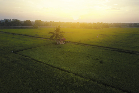 Aerial view of lonely little hut and coconut tree in the middle of paddy field with dramatic sunrise.の写真素材