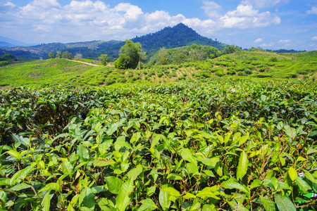 View of tea plantation at Kundasang, Sabahの写真素材