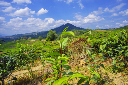 View of tea plantation at Kundasang, Sabahの写真素材
